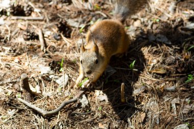 Kızıl sincap ormanda fındık arıyor..