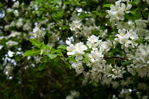 Witte Bloesem Van Appelboom Lente Stad — Stockfoto