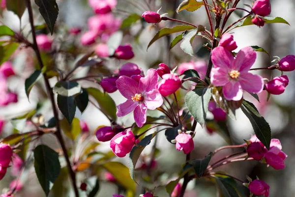 Ανθισμένη Μηλιά Ροζ Λουλούδια Και Μπουμπούκια Την Άνοιξη Ένα Δέντρο — Φωτογραφία Αρχείου