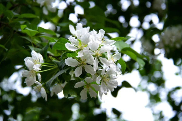 Fiore Bianco Ramo Melo Primavera Città — Foto Stock