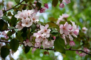 Pembe çiçekli elma dalı. 1.