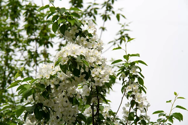 Çiçekli Elma Ağacı Elma Ağaçlarının Beyaz Çiçekleri Gökyüzünde — Stok fotoğraf