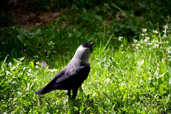 Pássaro Cidade Jackdaw Natureza Costas — Fotografia de Stock