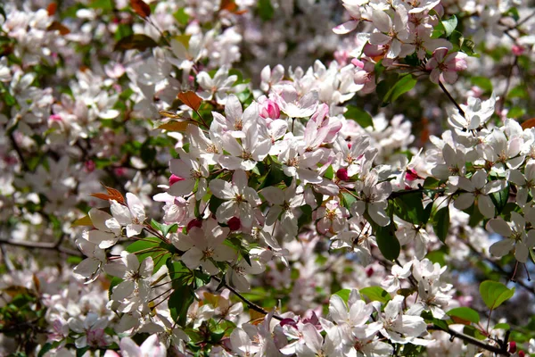 Λευκά Και Ροζ Λουλούδια Από Μηλιές Άνοιξη Πόλη — Φωτογραφία Αρχείου