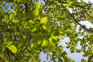 Arka plan yaz göğün yeşil yaprakları