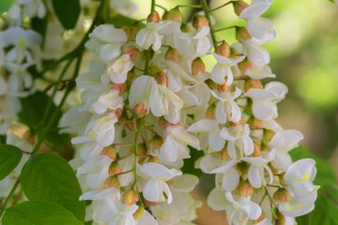 Güzellik çiçek. Bahar çiçekleri.