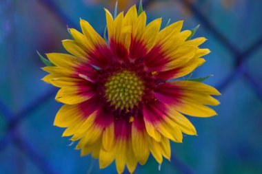 Güzellik çiçek. Bahar çiçekleri.