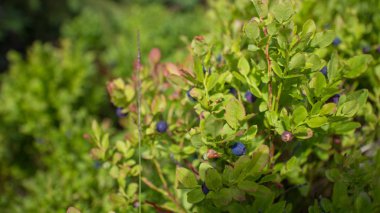 Yaban mersini çalı üzerinde dağ manzarası