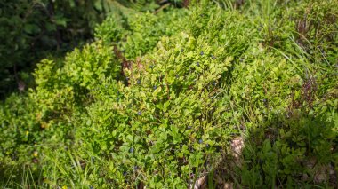 Yaban mersini çalı üzerinde dağ manzarası