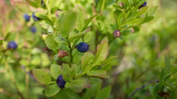 Blueberry bushes on mountain landscape