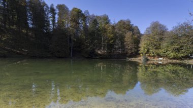 sonbaharda ormanda Pyrenees