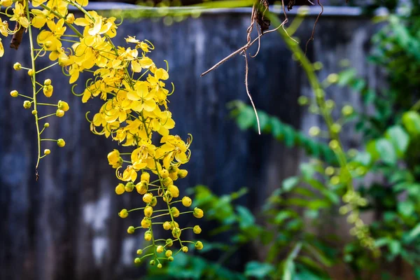 Pioggia d'oro fiore — Foto Stock