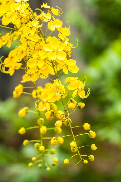 Χρυσή ντους λουλούδι — Φωτογραφία Αρχείου