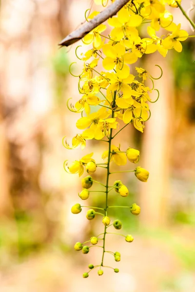 Kwiat złoty deszcz — Zdjęcie stockowe
