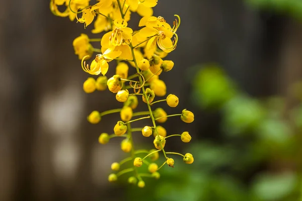 Pioggia d'oro fiore — Foto Stock