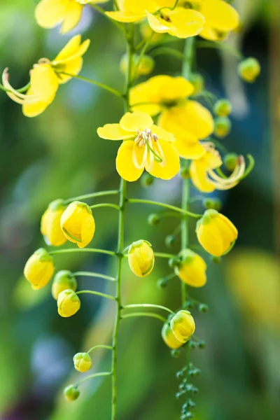 Primo piano del fiore pioggia dorata — Foto Stock