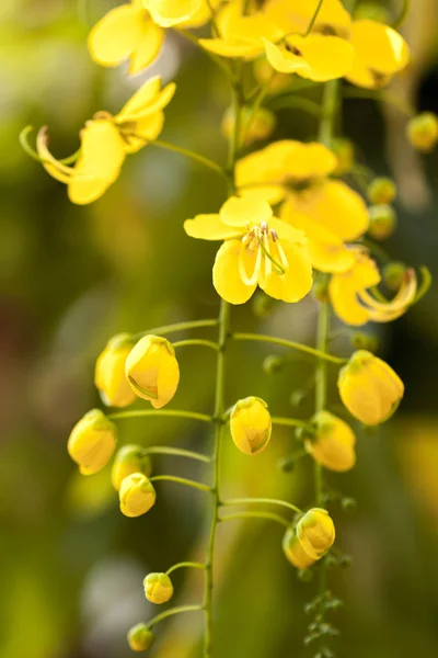 Primo piano del fiore pioggia dorata — Foto Stock