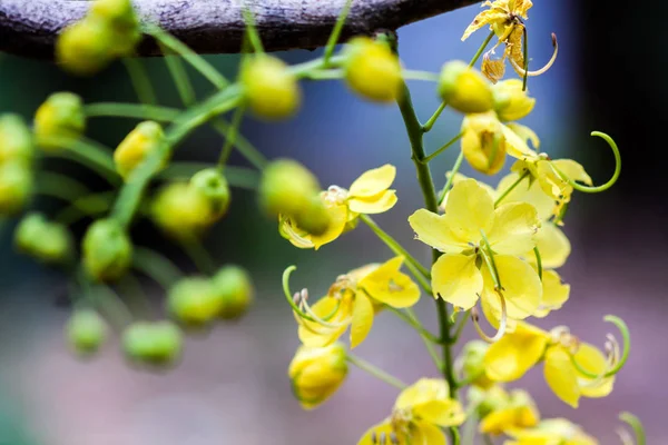 Primo piano del fiore pioggia dorata — Foto Stock