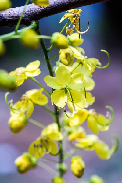 Primo piano del fiore pioggia dorata — Foto Stock