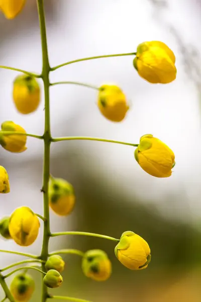 Κοντινό πλάνο λουλούδι χρυσή ντους — Φωτογραφία Αρχείου