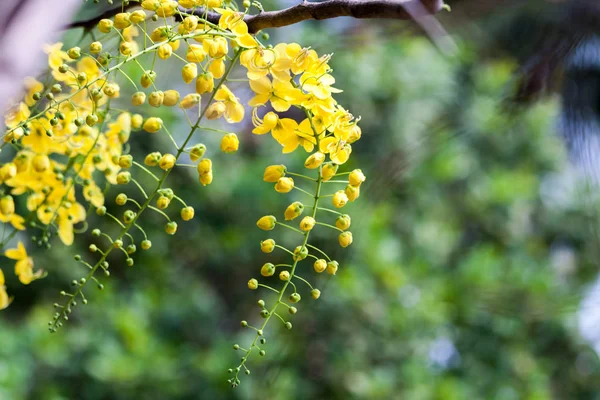 Pioggia d'oro fiore — Foto Stock