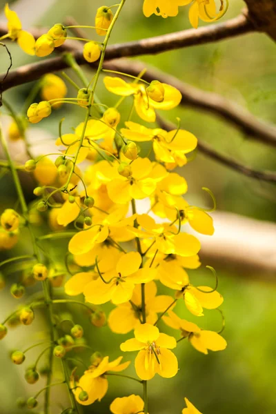 Pioggia d'oro fiore — Foto Stock