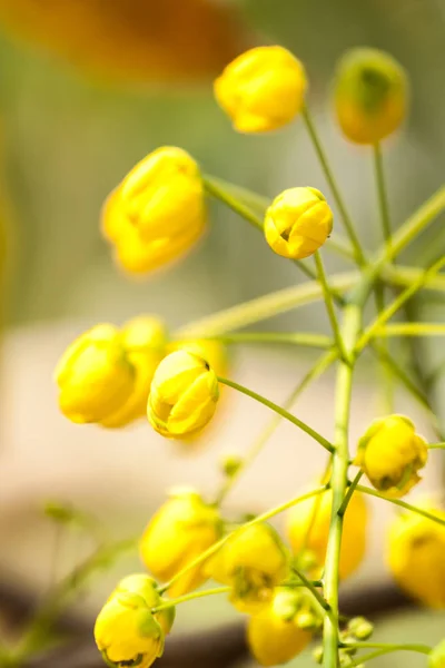 Primo piano del fiore pioggia dorata Foto Stock Royalty Free