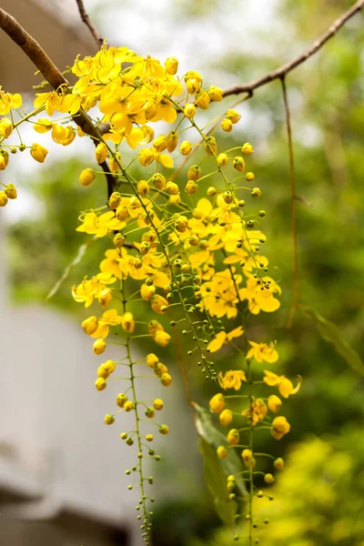 Kwiat złoty deszcz — Zdjęcie stockowe