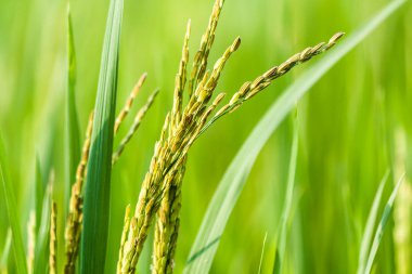 Paddy alanındaki pirinç tanelerinin yakın çekim