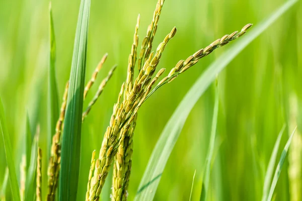Paddy alanındaki pirinç tanelerinin yakın çekim