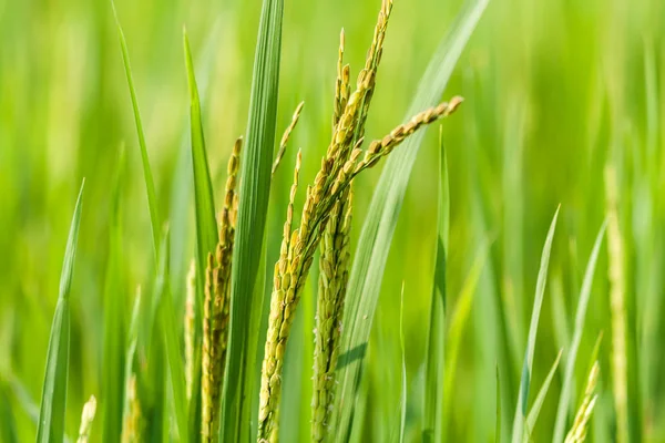 Primer plano de los granos de arroz en el arrozal — Foto de Stock