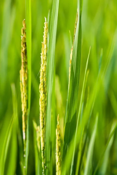 Primer plano de los granos de arroz en el arrozal — Foto de Stock