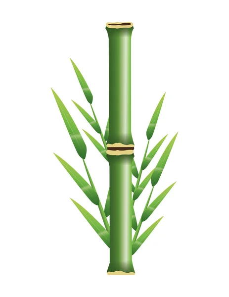 Bamboo trunk with leaves design — Stock Vector