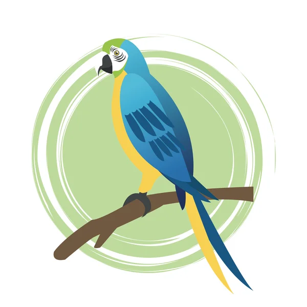 Diseño de dibujos animados de pájaro loro — Vector de stock