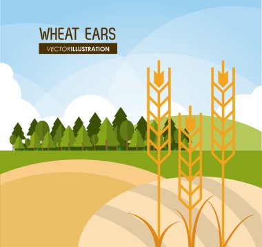 Buğday kulak tasarım, çiftlik ve tarım kavramı, ve