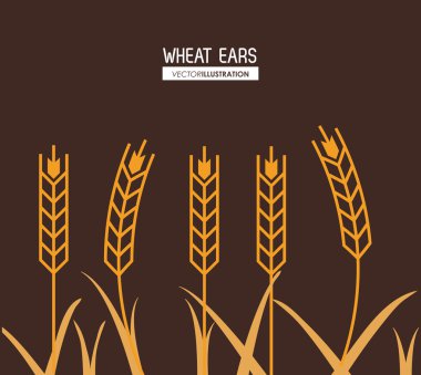 Buğday kulak tasarım, çiftlik ve tarım kavramı, ve