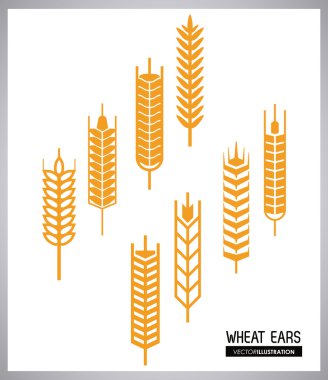 Buğday kulak tasarım, çiftlik ve tarım kavramı, ve