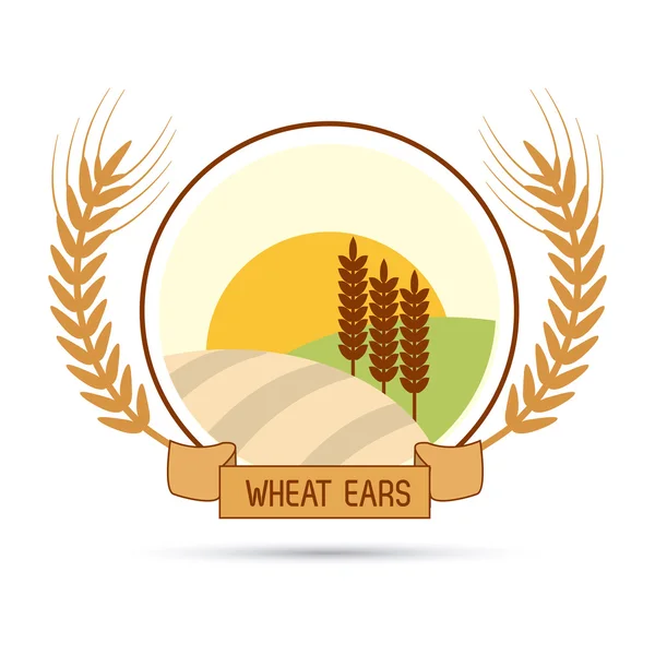Diseño de espigas de trigo, concepto de granja y agricultura, ve — Archivo Imágenes Vectoriales