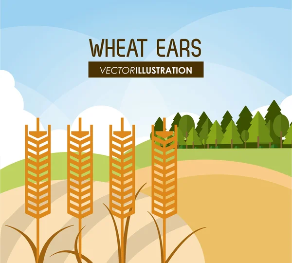 Diseño de espigas de trigo, concepto de granja y agricultura, ve — Vector de stock