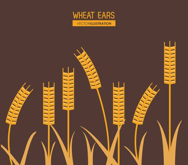 Wheat ears design, fazenda e conceito de agricultura, ve — Vetor de Stock