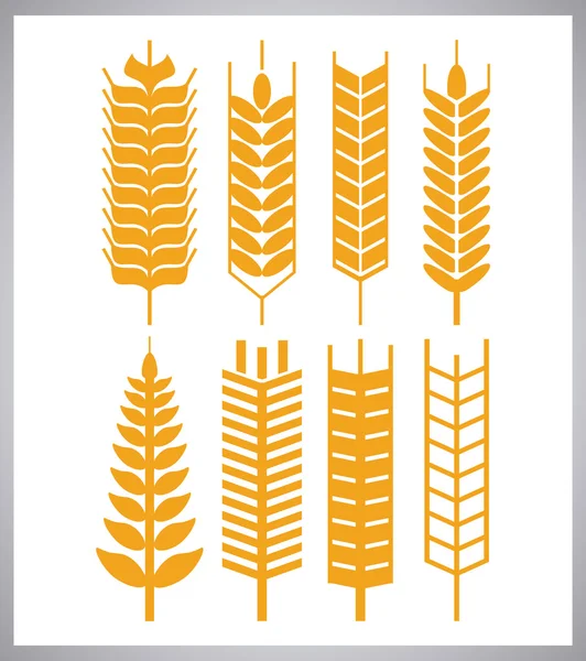 Weizen Ähren Design, Bauernhof und Landwirtschaft Konzept, ve — Stockvektor