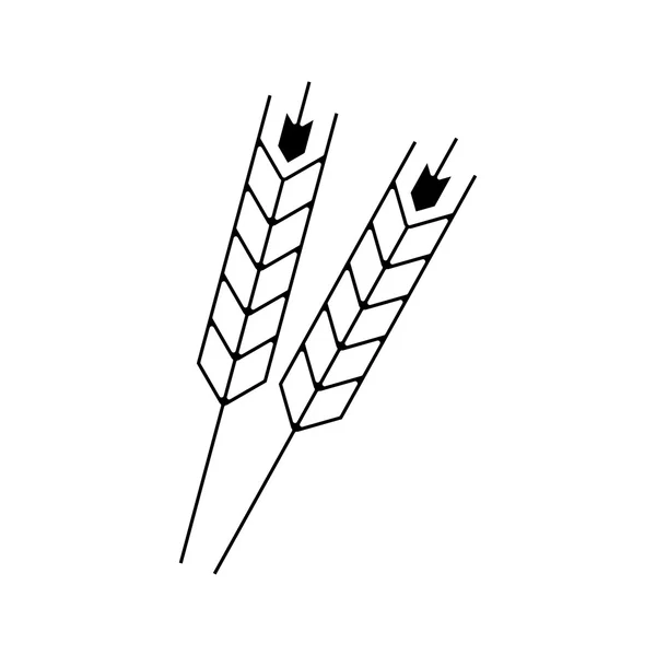 Isolierte Weizenährenkonstruktion — Stockvektor