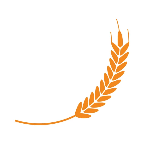 Conception isolée de l'oreille de blé — Image vectorielle
