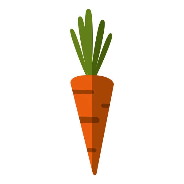 Diseño vegetal de zanahoria aislada — Vector de stock
