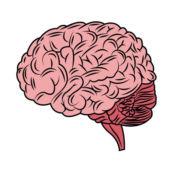 Isolierte Gehirngestaltung — Stockvektor
