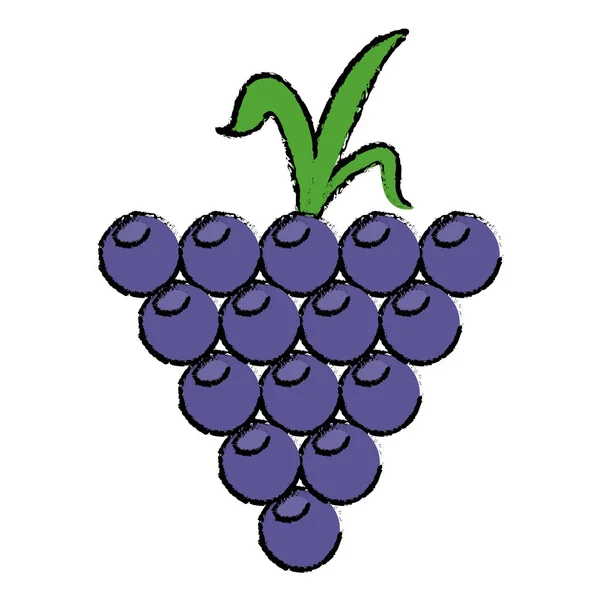 Winogron uprawianych rysunku natura organiczny owoc — Wektor stockowy