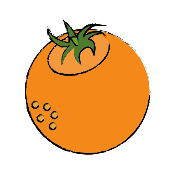 신선한 오렌지 과일 자연 그리기 — 스톡 벡터