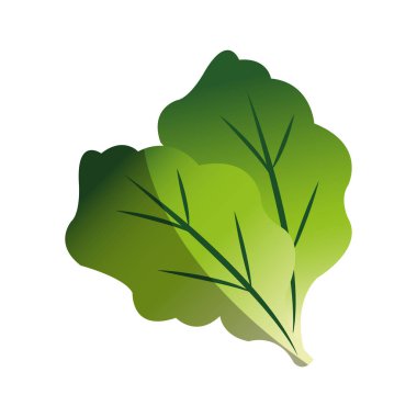 İzole marul tasarım