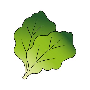 İzole marul tasarım