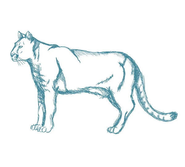 Panther Skizze blauer Jahrgang — Stockvektor